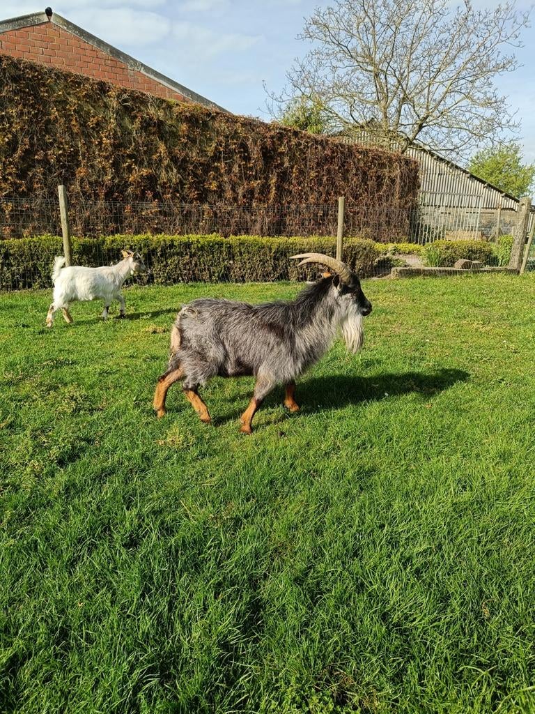 prachtig blauwschimmel dwerggeiten bokje, Dieren en Toebehoren