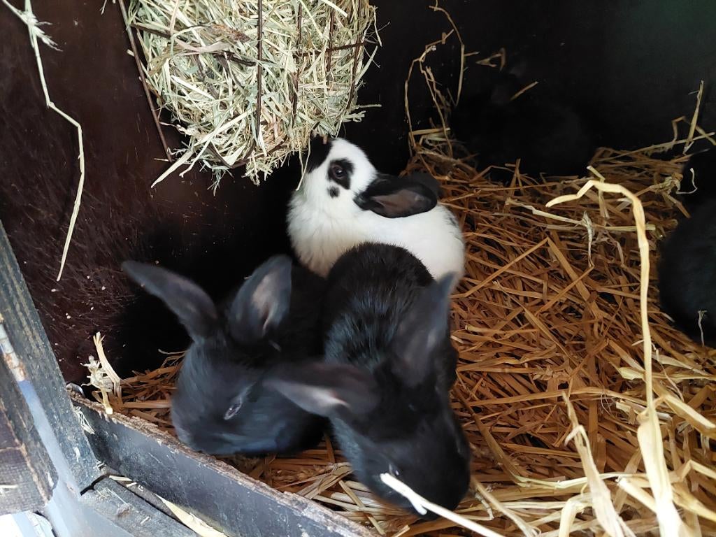 Jonge reuzevlinders, Dieren en Toebehoren, Konijnen, Meerdere dieren, Groot, 0 tot 2 jaar
