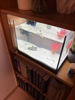 Aquarium met 7guppies, Enlèvement, Comme neuf, Aquarium d'eau douce rempli