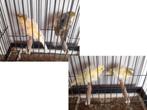Canaris Frisés, mâles et femelle, Animaux & Accessoires, Oiseaux | Canaris, Plusieurs animaux, Canari de posture