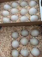 Broedeieren loopeend, Dieren en Toebehoren