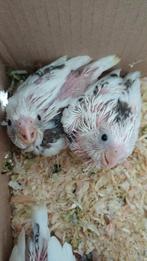 Tamme valken, Dieren en Toebehoren