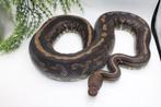 Ball Python/ Regius Python/Confusion cinnamon yb pos special, Animaux & Accessoires, Enlèvement ou Envoi, Utilisé, Autres types