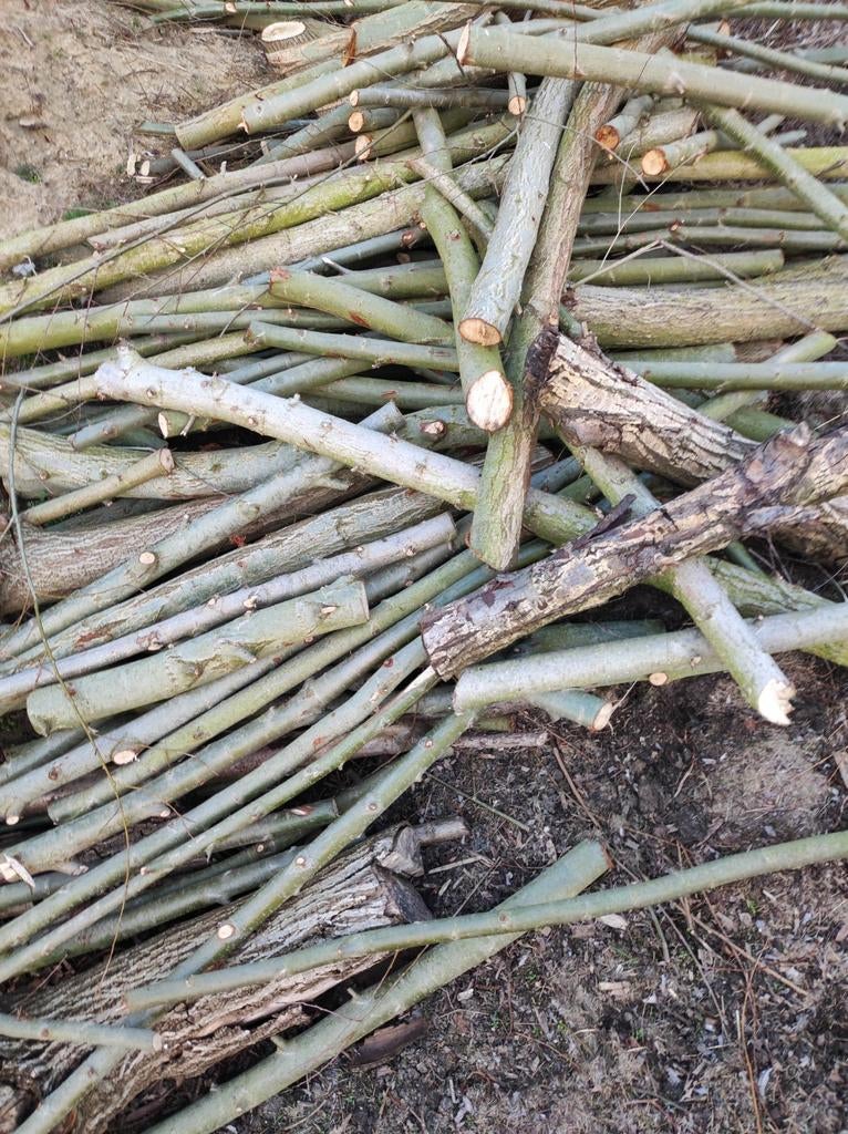 Brandhout van knotwilg, Enlèvement