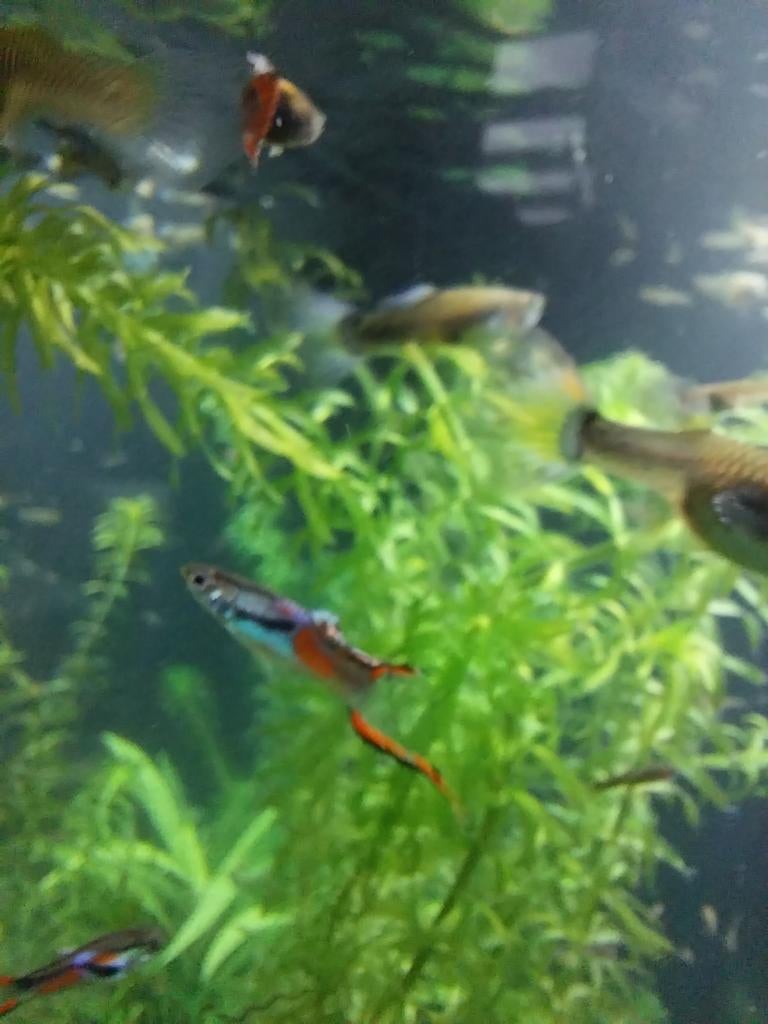 Mooie guppy's en endlers, Dieren en Toebehoren
