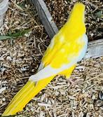 Recherche turquoisine mâle pour cette femelle, Mâle