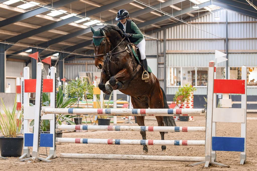 Superlieve allrounder Zangersheide ruin, Dieren en Toebehoren, Paarden, Ruin, L, 175 cm of meer, 7 tot 10 jaar, Springpaard, Met stamboom