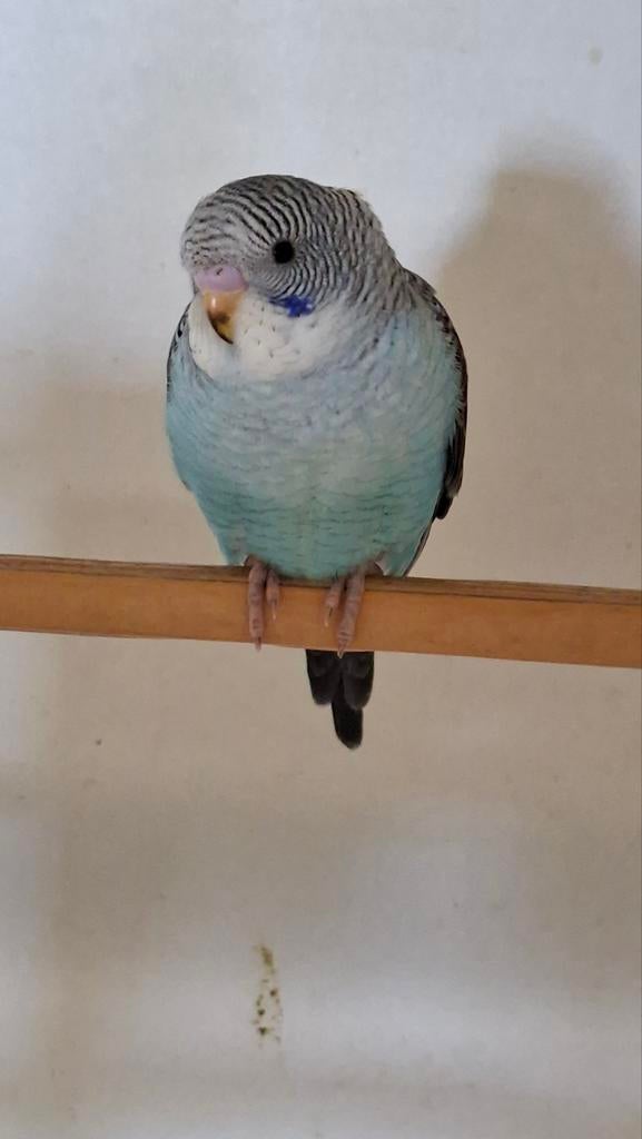 Blauwe blackwing man