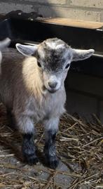 geitje bokje, Chèvre