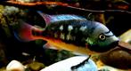Aquariumvissen zeldzame cichliden, Vis, Zoetwatervis