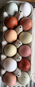 Oeufs fécondés, Animaux & Accessoires, Enlèvement, Neuf, Couveuse