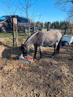 Drachtige  pony van bajar vh klavertje