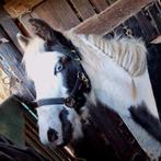 Hengst 2025 met een karakter van goud en ogen als de maan., Dieren en Toebehoren, Paarden, Hengst