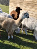 Mooie alpaca merrie, Septembre, Femelle