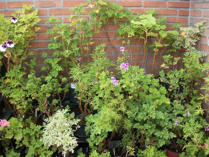 Geur Pelargonium (geranium) citroen, munt, appel, appelsien, Tuin en Terras, Planten | Tuinplanten, Eenjarig, Overige soorten