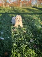 Un beau chiot Labradoodle cherche propriétaire !, 15 semaines à 1 an, Chien (mâle), Belgique, Éleveur | Professionnel