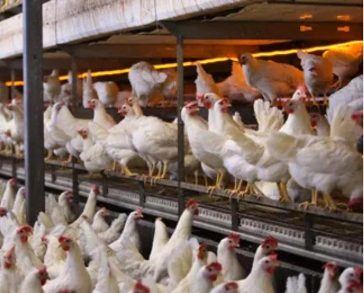 leghorn legkippen, Dieren en Toebehoren, Pluimvee, Kip