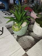 Nouvelle plante en pot, Enlèvement, En pot