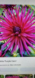 Dahlia purple gem, Ophalen of Verzenden, Voorjaar, Volle zon, Bloembol