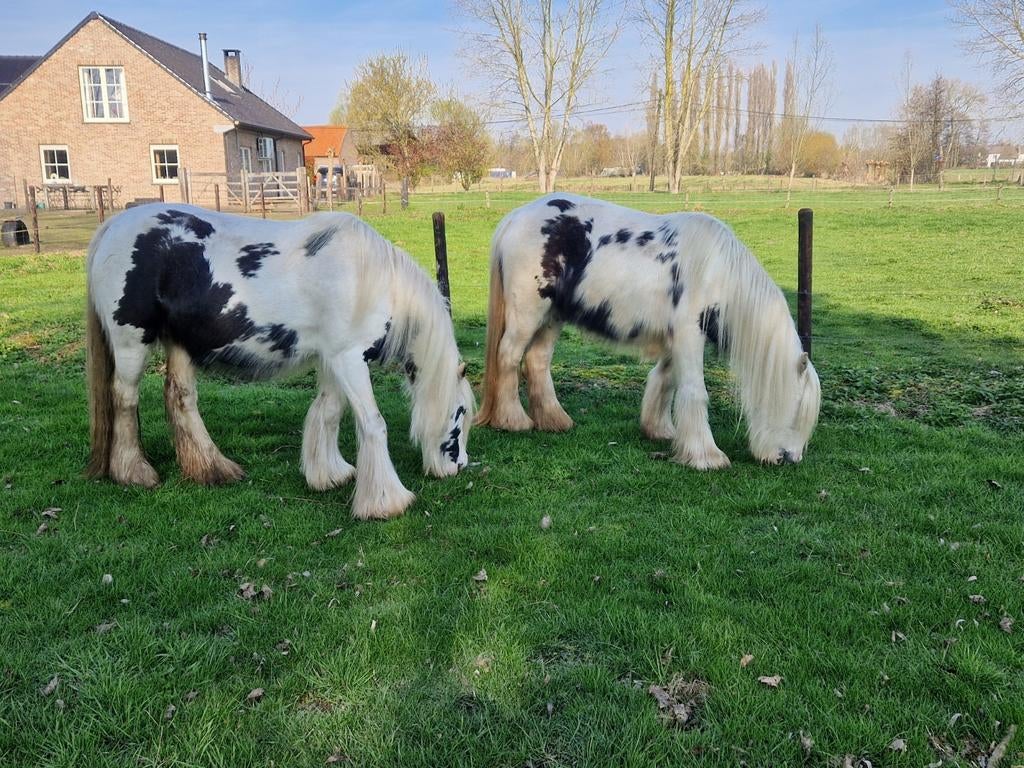 2 mooie Tinker merries, Merrie