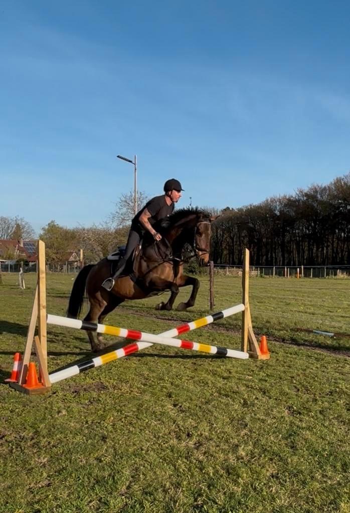 te koop, Dieren en Toebehoren, Paarden, Merrie, B, 165 tot 170 cm, 11 jaar of ouder, Springpaard, Met stamboom, Gechipt, Ontwormd