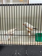 Zebravinken masker grijs en isabel, Dieren en Toebehoren, Vogels | Overige Vogels, Meerdere dieren, Tropenvogel, Geringd