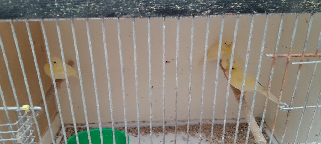 Kanarie, Dieren en Toebehoren, Vogels | Kanaries