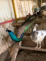 Pauw haan, Dieren en Toebehoren, Pluimvee