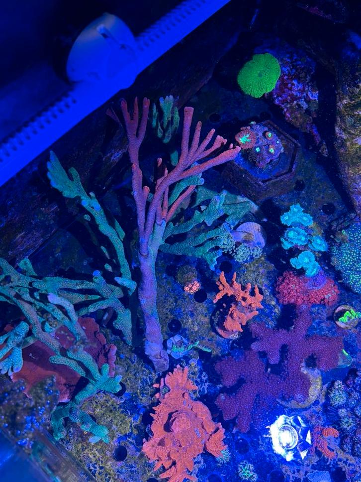Grote stukken montipora digitata takvorm, Dieren en Toebehoren, Vissen | Aquariumvissen, Zoutwatervis, Overige typen