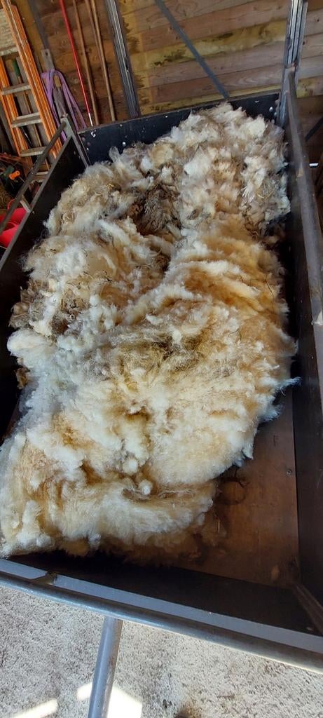 Schapenwol, Animaux & Accessoires, Moutons, Chèvres & Cochons