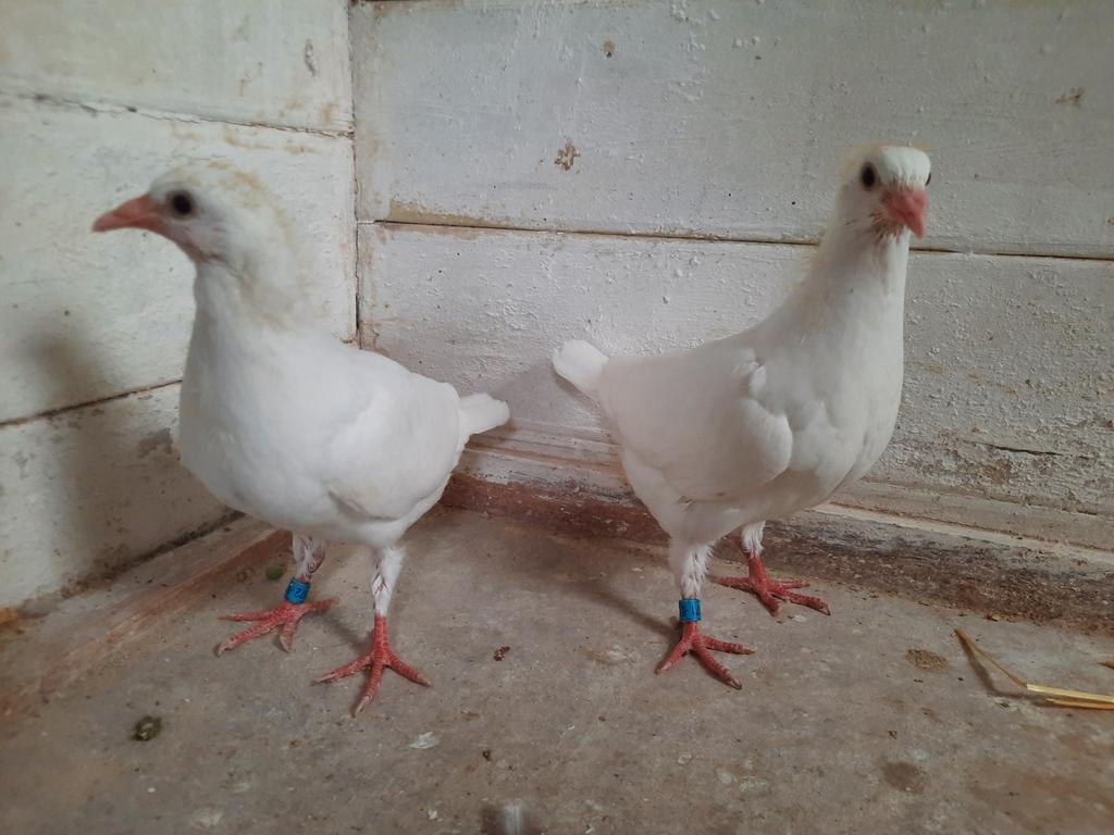 Jonge duiven 3de ronde, speenklaar.