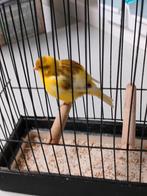 Fife-fancy, Dieren en Toebehoren, Mannelijk, Postuurkanarie