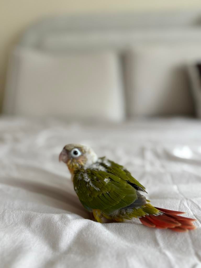 URGENT – Garde conures Bruxelles