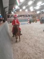 5 jarige shetland pony, Dieren en Toebehoren, Ruin, Zadelmak, A pony (tot 1.17m), 3 tot 6 jaar