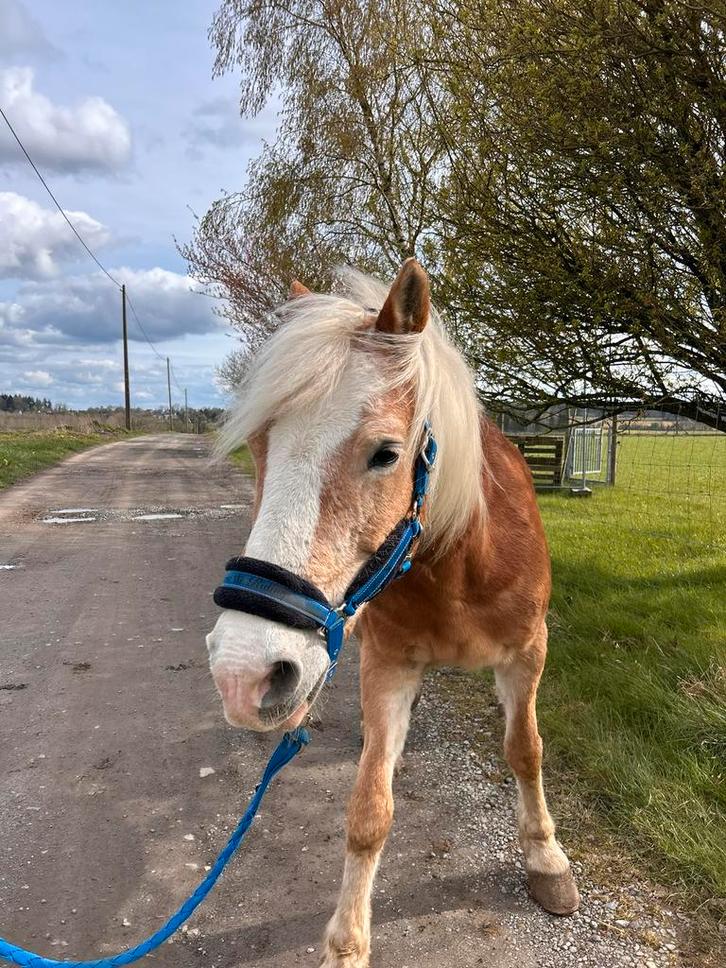 HAFLINGER jument, Animaux & Accessoires, Poneys, Jument