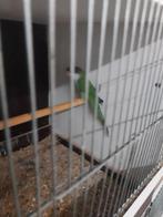 Parkieten, Dieren en Toebehoren, Mannelijk, Parkiet