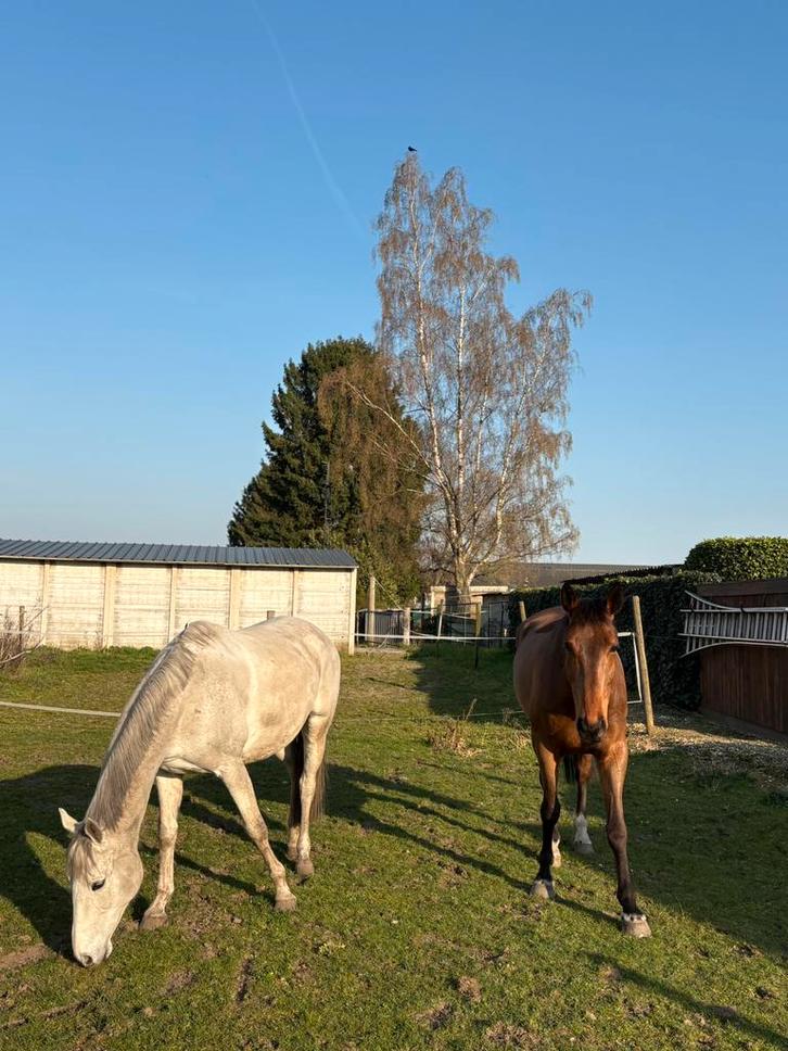 Paardenstalling te huur, Animaux & Accessoires, Chevaux