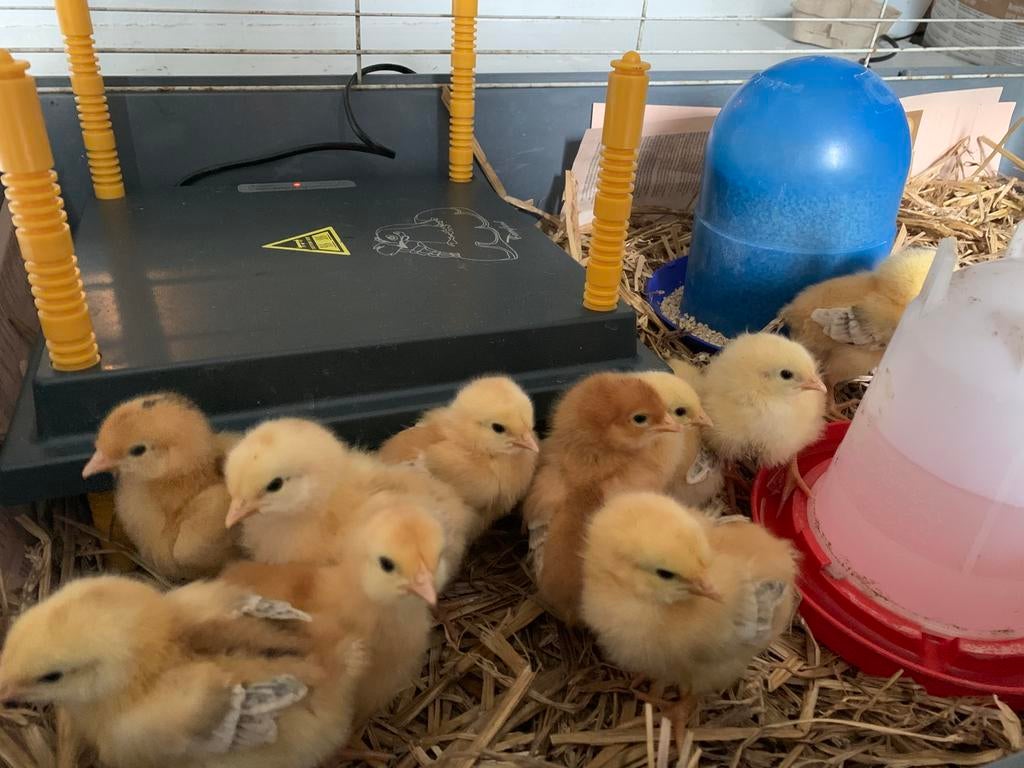 Poussins FEMELLES kabir sexage garanti disponible Pâques, Femelle, Poule ou poulet