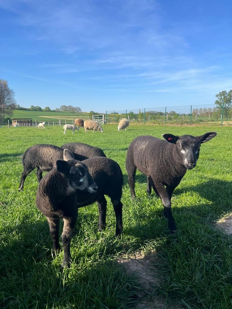 Stamboek swifter lammeren TE RESERVEREN