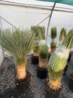 Yucca rosrata, Tuin en Terras, Ophalen