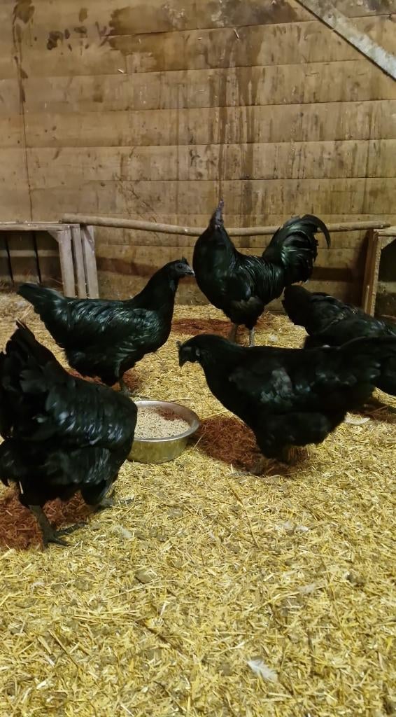 Ayam cemani toom, Dieren en Toebehoren