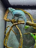 Furcifer Pardalis Nosy Be, Dieren en Toebehoren, Reptielen en Amfibieën, Amfibie