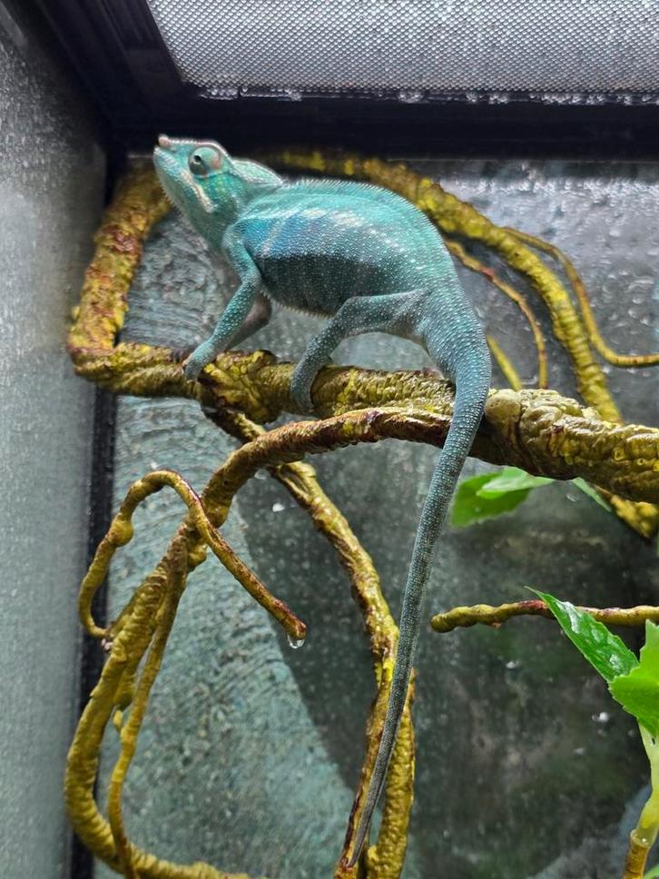 Furcifer Pardalis Nosy Be, Dieren en Toebehoren, Reptielen en Amfibieën, Amfibie