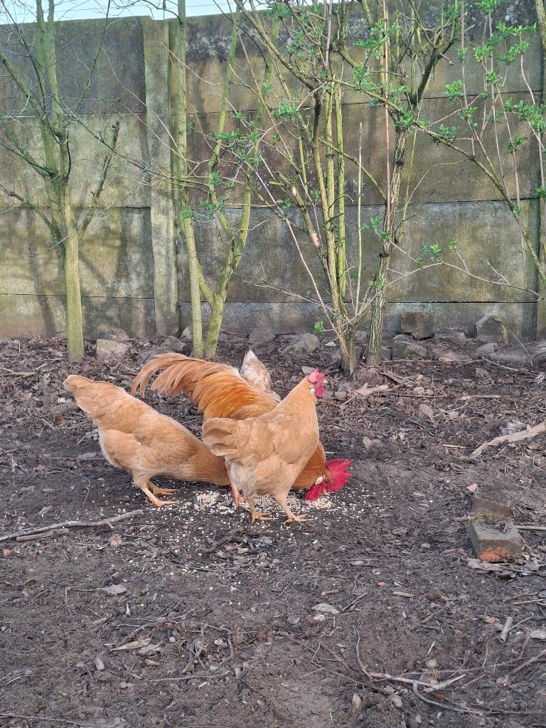 Verse broedeieren leghorn buff, Dieren en Toebehoren, Pluimvee, Kip, Geslacht onbekend