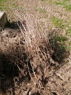 Framboisiers jaunes et rouges, Jardin & Terrasse, Plantes | Arbres fruitiers, Enlèvement