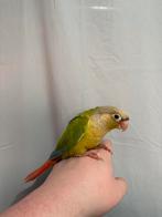 Mâle pyrrhura eam, Mâle, Perroquet