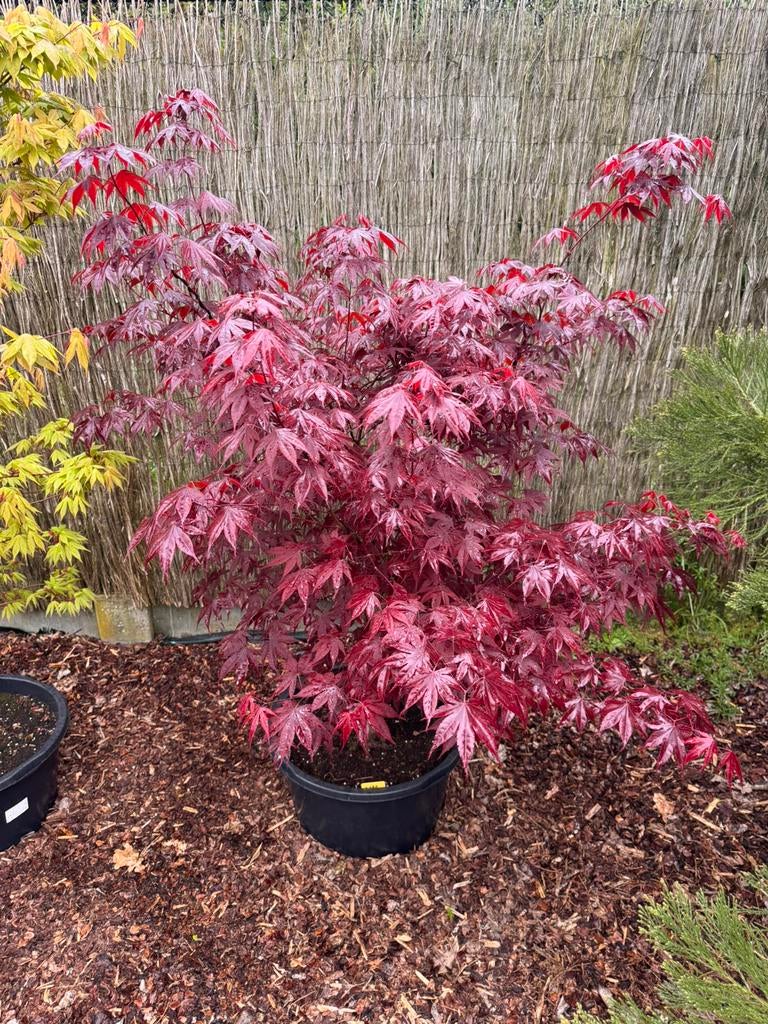 Érable japonais « Acer Palmatum bloodgood », Jardin & Terrasse, En pot, 100 à 250 cm, Plein soleil, Autres espèces