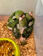 Jonge Jardine Papegaaien, super tam !!, Dieren en Toebehoren, Papegaai, Pratend