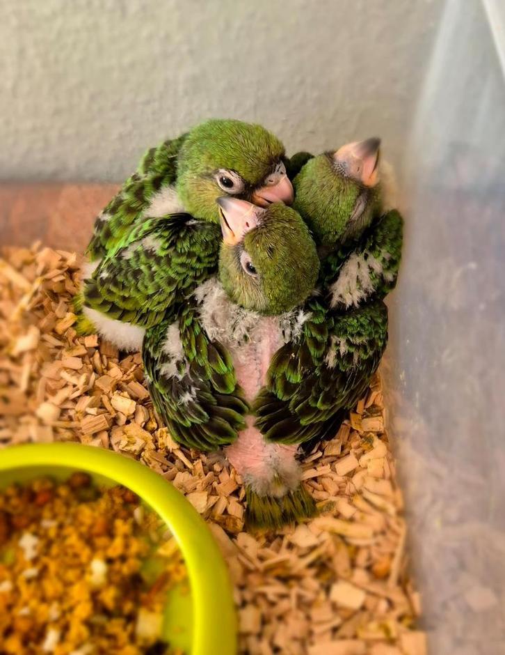 Jonge Jardine Papegaaien, super tam !!, Dieren en Toebehoren, Vogels | Parkieten en Papegaaien, Papegaai, Pratend, Tam, Geringd