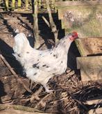 Broedeieren australorp splash, Dieren en Toebehoren